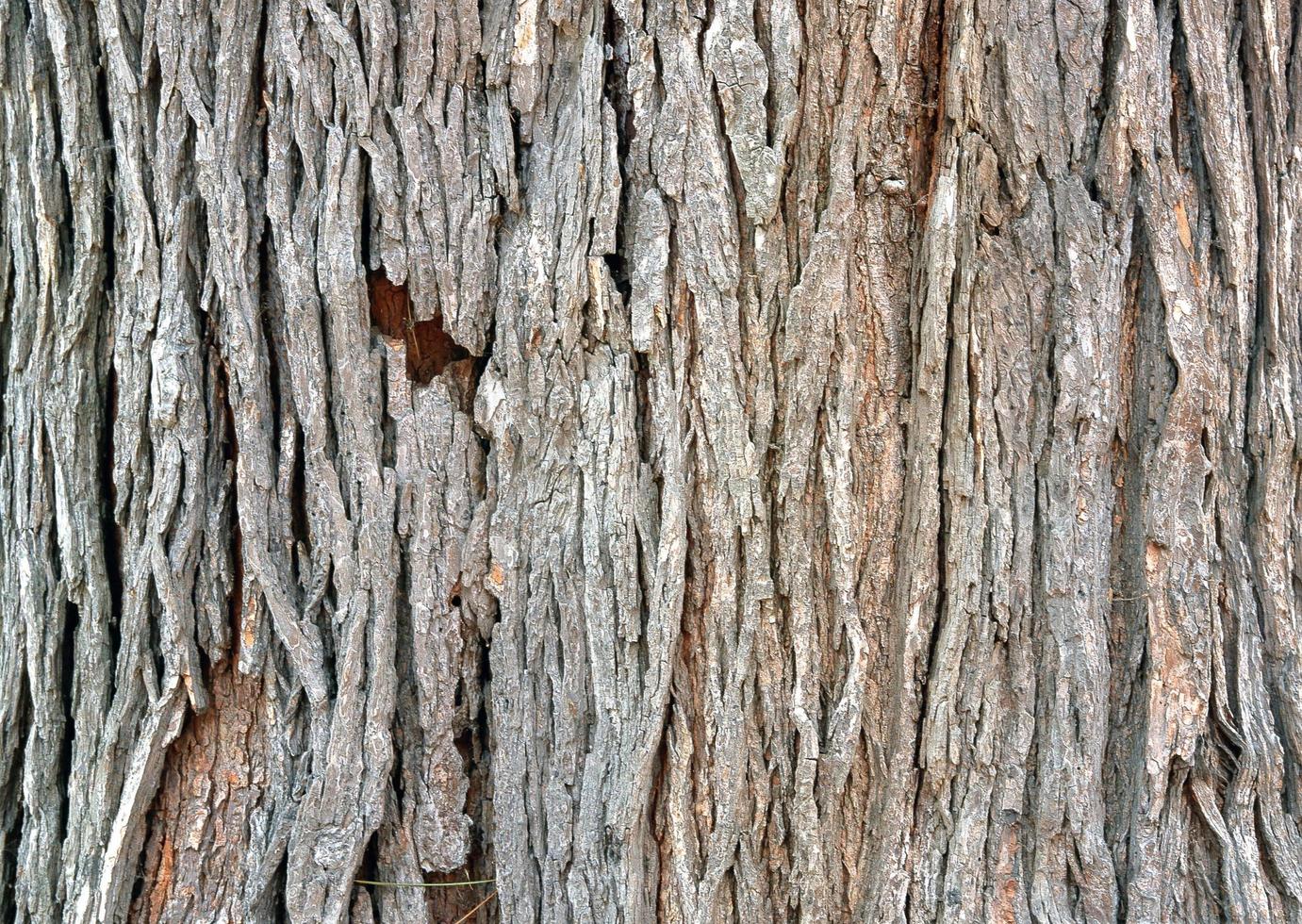 vecchio albero abbaiare con bellissimo modelli per decorativo design o sfondi, naturale sfondo nel astratto stile. foto