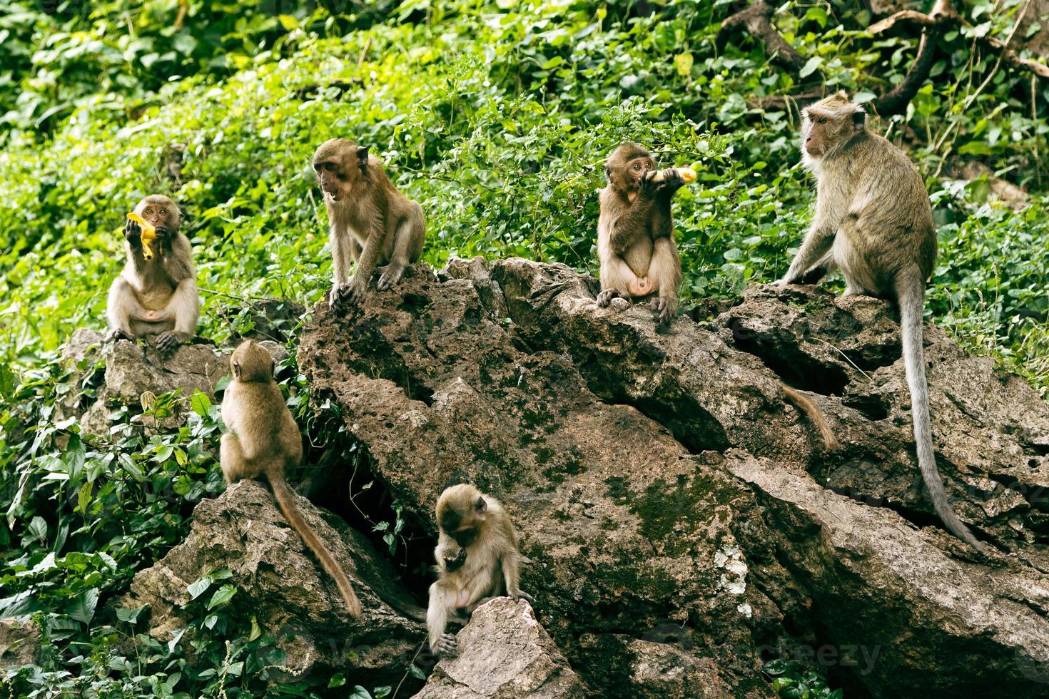 famiglia di scimmie seduta su roccia e mangiare frutta nel foresta. foto