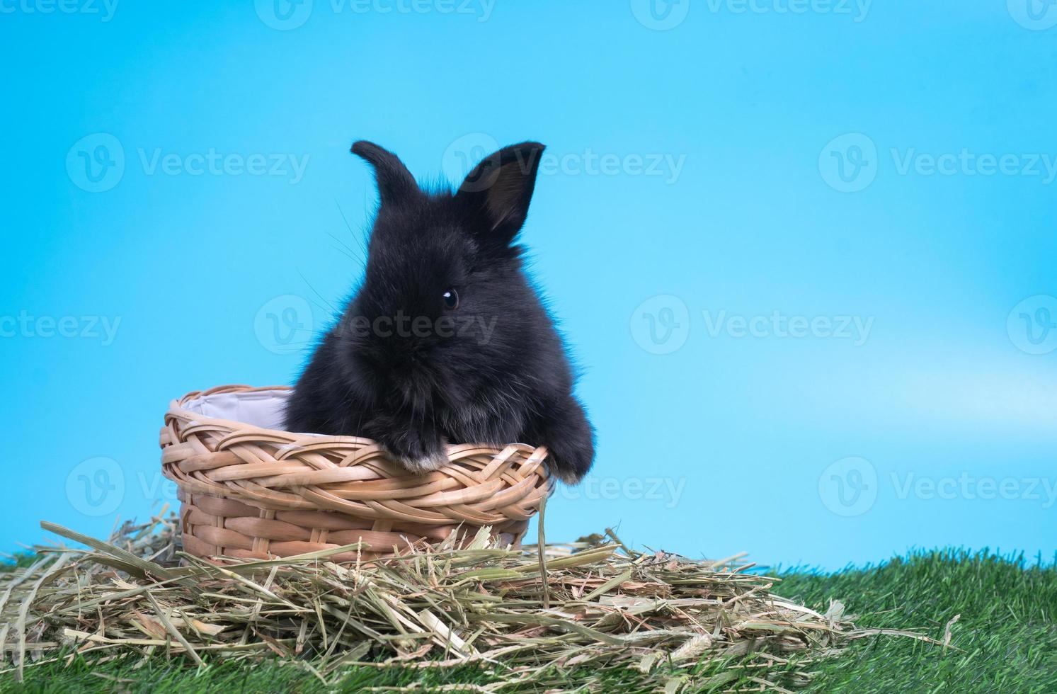 peloso e soffice carino nero coniglio è seduta nel il cestino su verde erba e blu sfondo. concetto di roditore animale domestico e Pasqua. foto