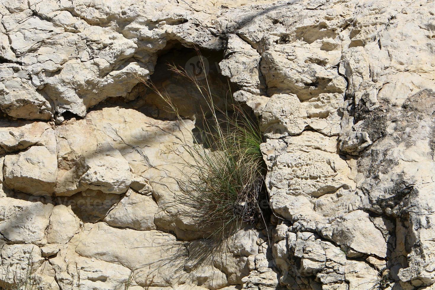 verde impianti e fiori crescere su rocce e montagna scogliere. foto