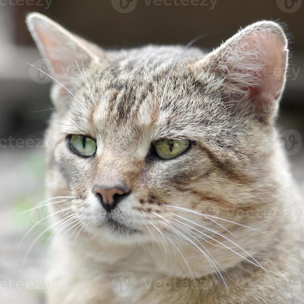 triste museruola ritratto di un' grigio a strisce soriano gatto con verde occhi, selettivo messa a fuoco foto