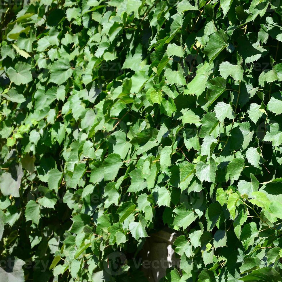 struttura di un' parete coperto di vegetazione con edera a partire dal verde le foglie nel un' vigneto foto