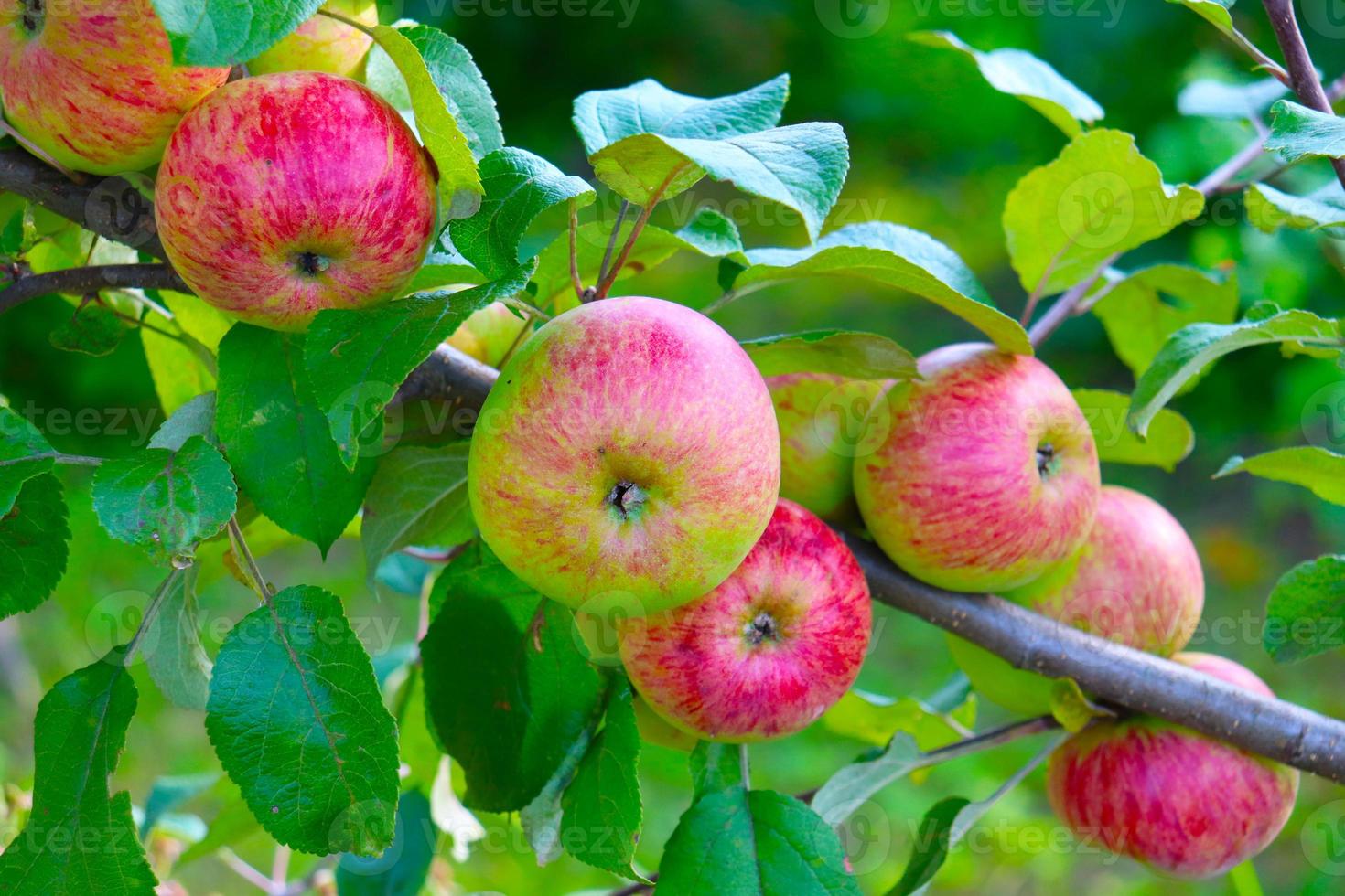 foto di mele su albero