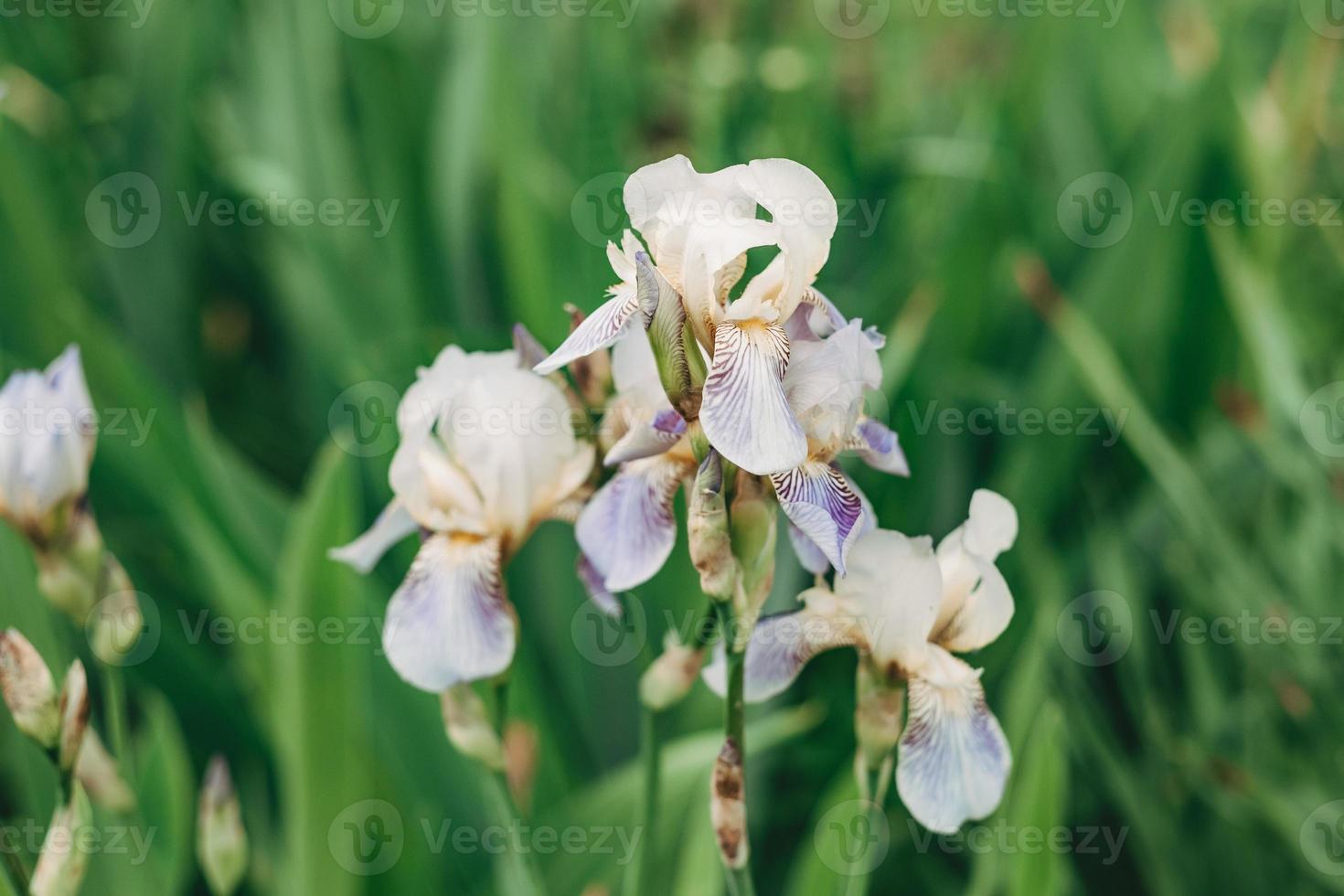 bellissimo viola iris fiori crescere nel il giardino. avvicinamento di iris fiore su sfocato verde naturale sfondo. pieno fioritura tendenza. superficiale profondità di campo. foto