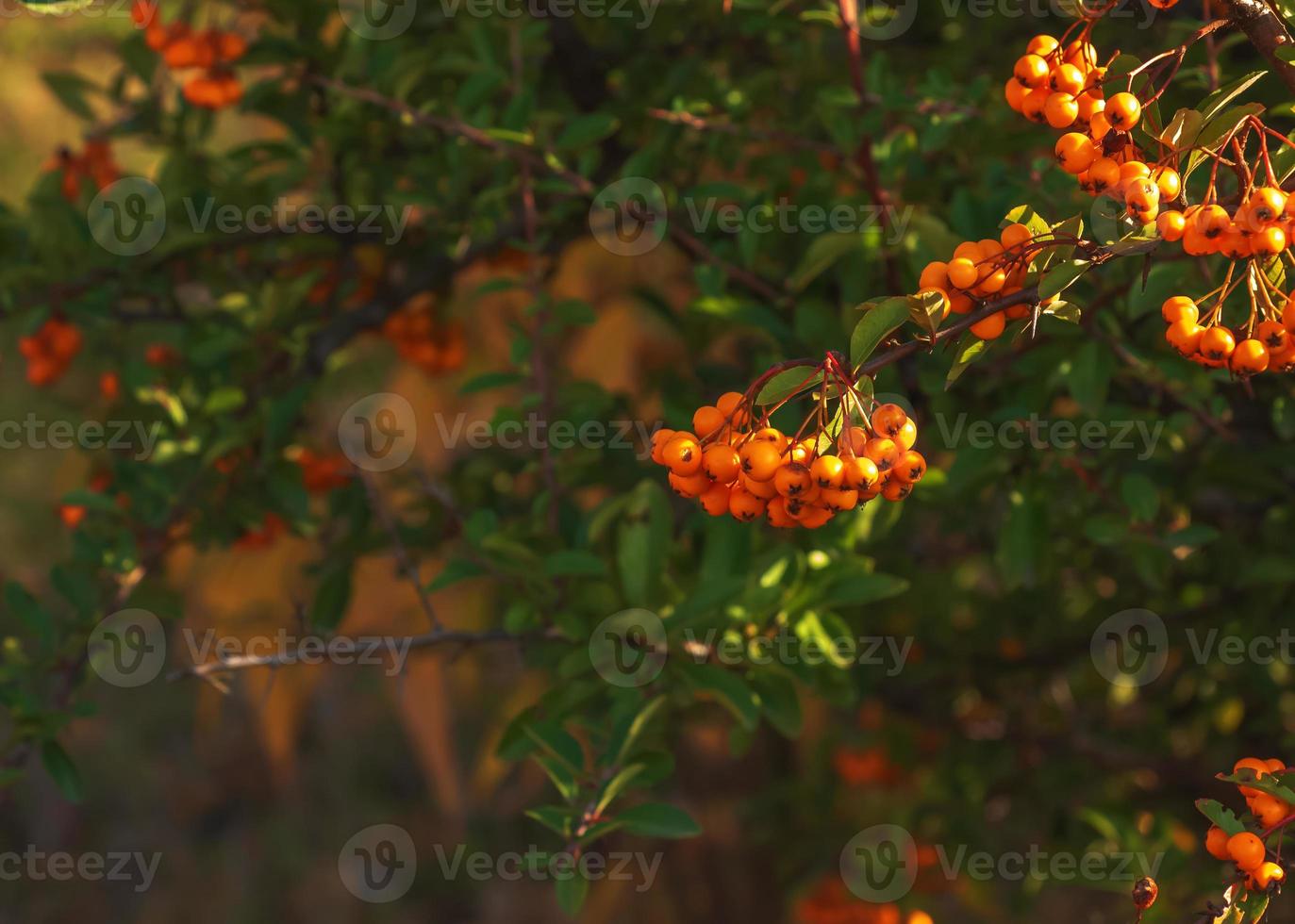 luminosa rosso frutti di bosco di pyracantha coccinella, scarlatto ardente frutta su un' ramo di un' albero in crescita nel il parco. sfocato verde cespuglio e blu cielo nel il sfondo. foto