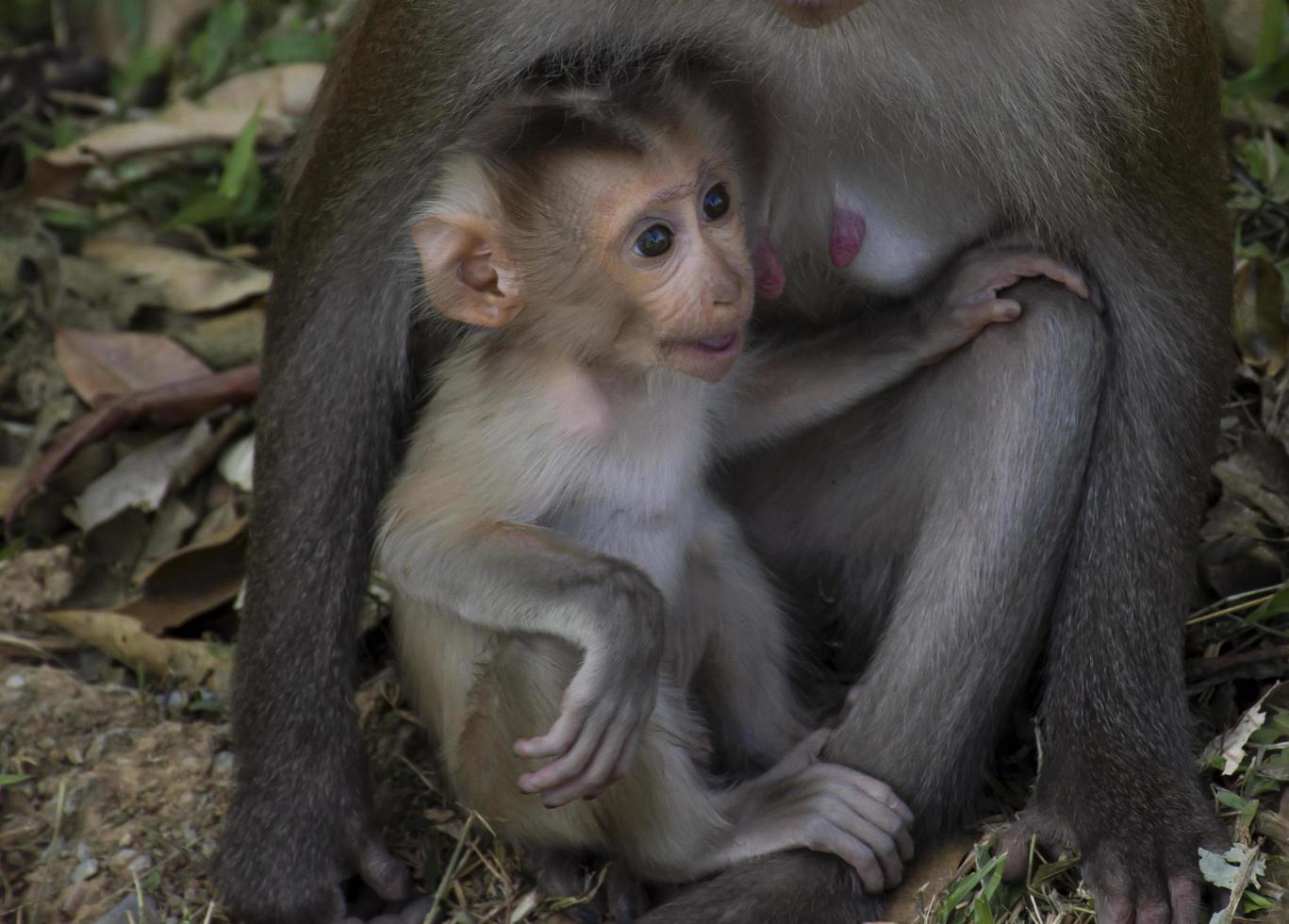 bambino scimmia è con madre scimmia. foto