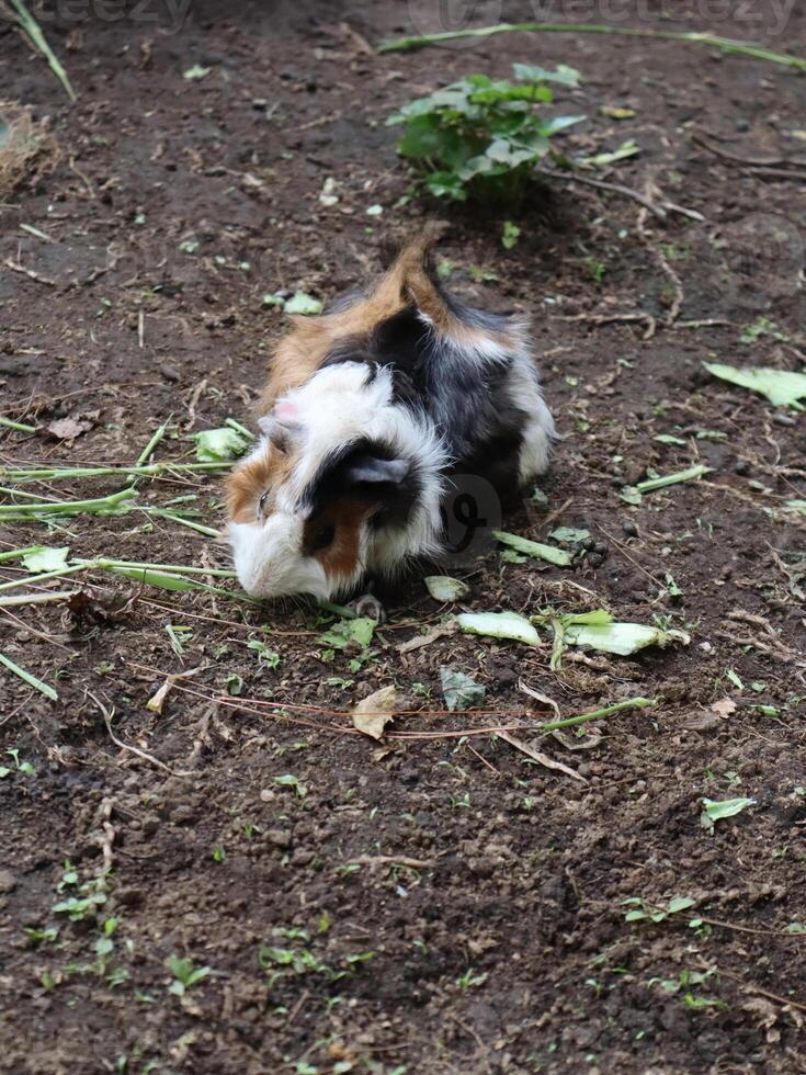 il peruviano Guinea maiale, bianca Marrone e nero colore pelliccia mangiare verdura a il terra. foto