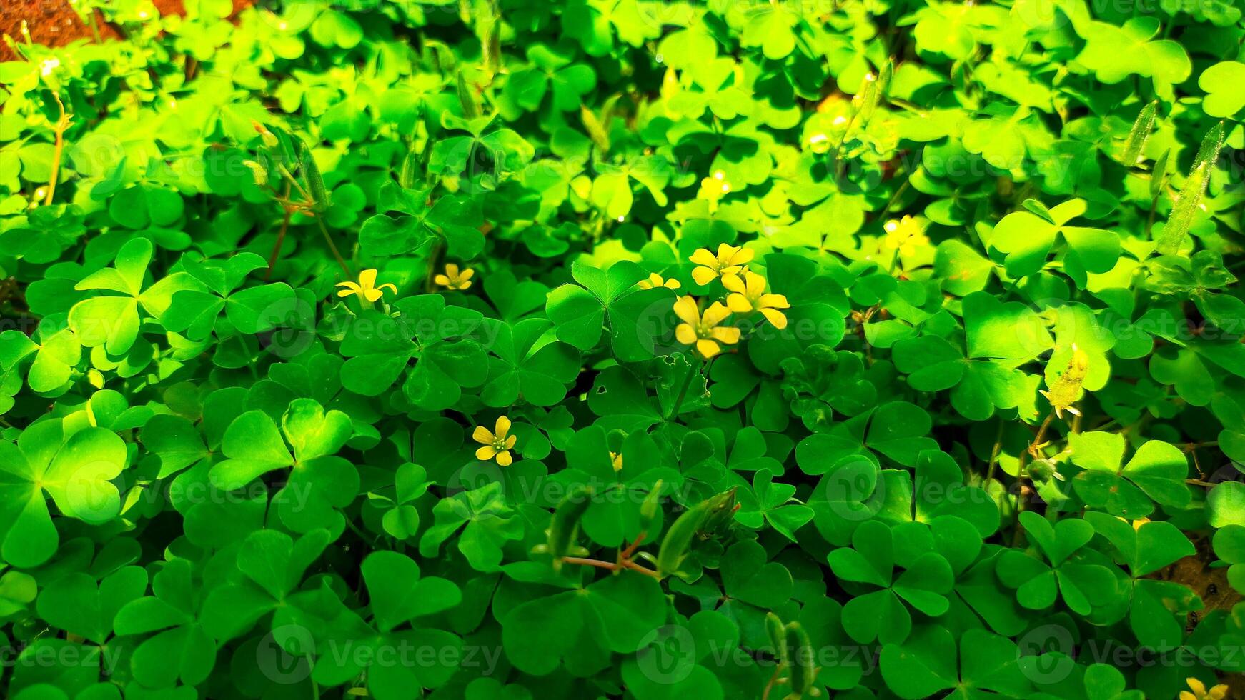 Comune giallo legna Acetosa ossalidacea conosciuto come selvaggio pianta può vivere sotto il albero o ombreggiato la zona. foto