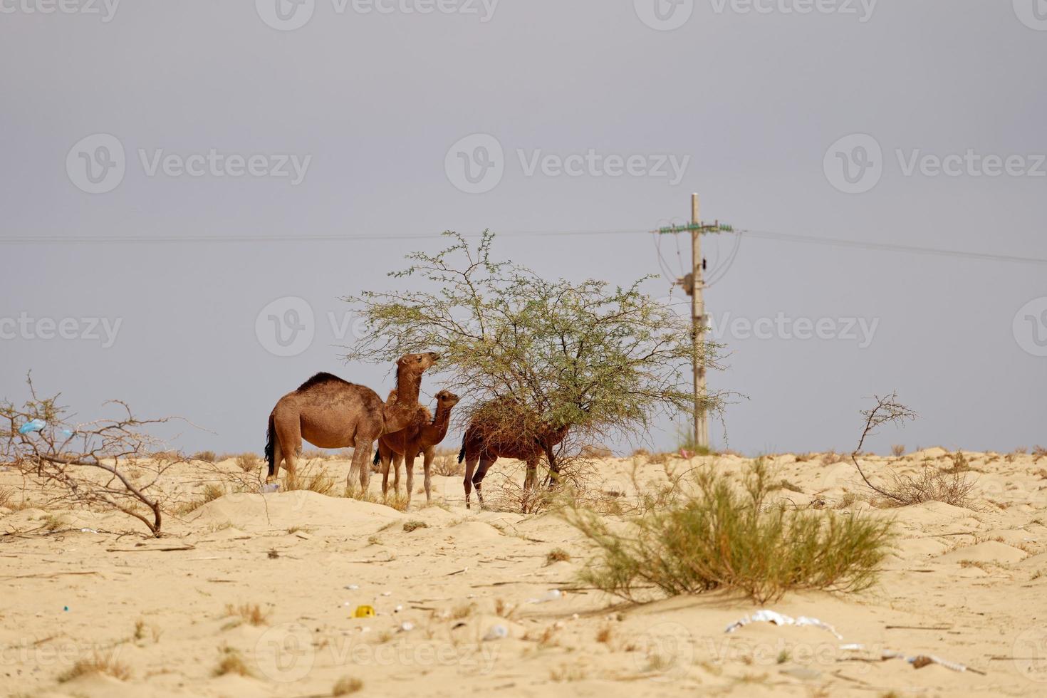 cammelli nel il deserto mangiare le foglie a partire dal il albero. selvaggio animali nel loro naturale habitat. natura selvaggia e arido paesaggi. viaggio e turismo destinazione nel il deserto. safari nel Africa. foto