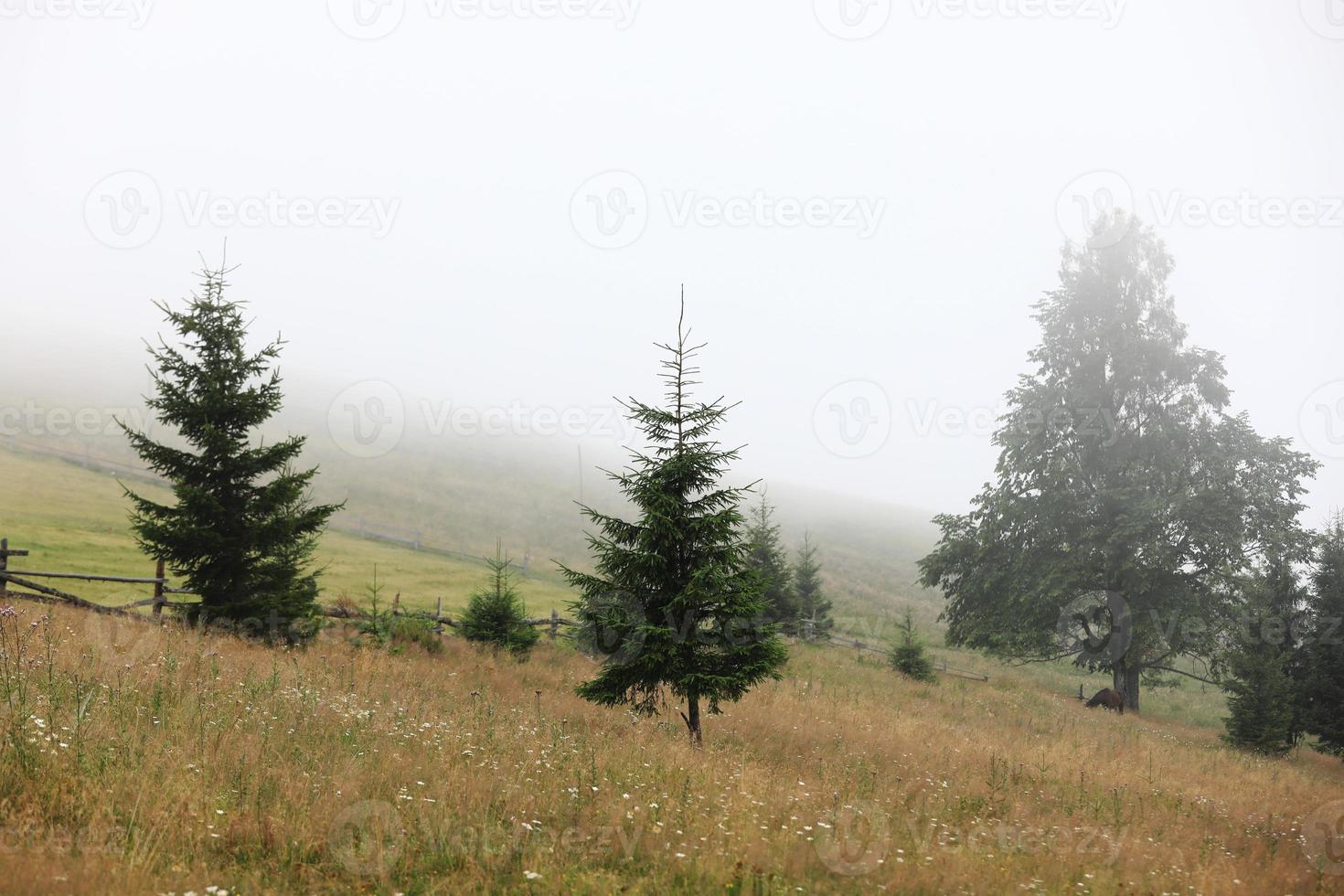 prato autunnale con una vecchia staccionata in legno in una fattoria vicino, nelle montagne fumose in una giornata nebbiosa. destinazione di viaggio panoramica, montagne dei Carpazi foto