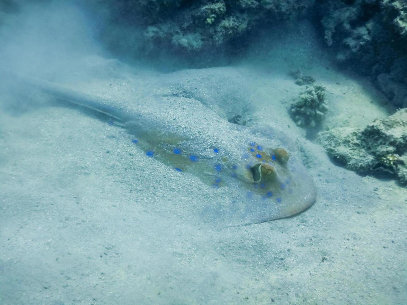 macchiato Stingray scavando nel il sabbia su il parte inferiore di il mare foto