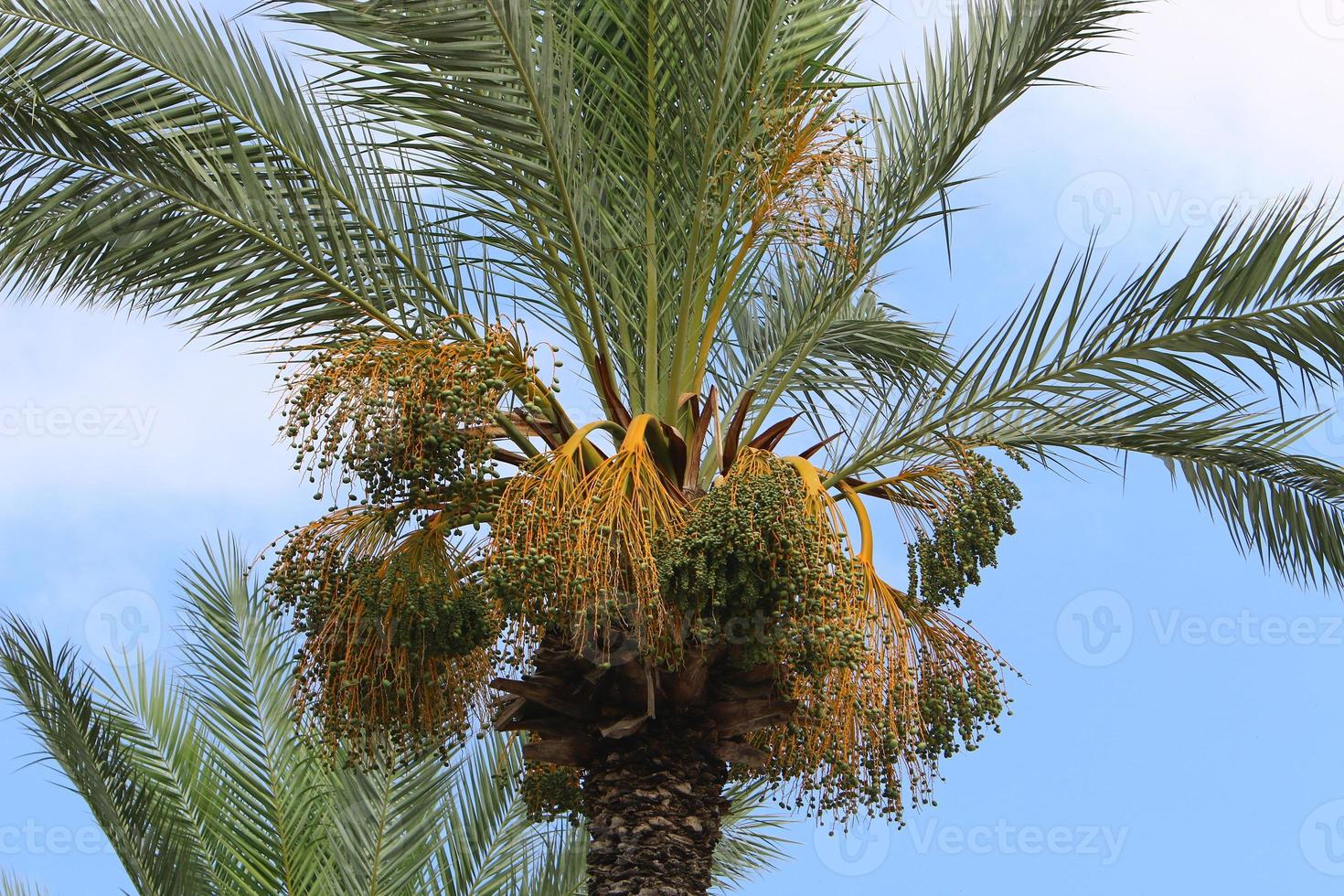 Data palma nel un' città parco nel Israele. foto