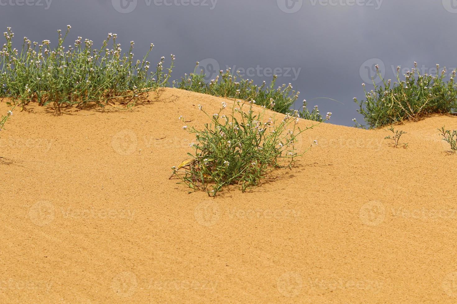 verde impianti e fiori crescere su il sabbia su il mediterraneo costa. foto