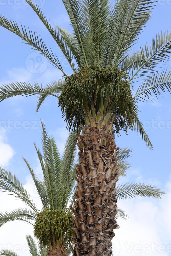 Data palma nel un' città parco nel Israele. foto