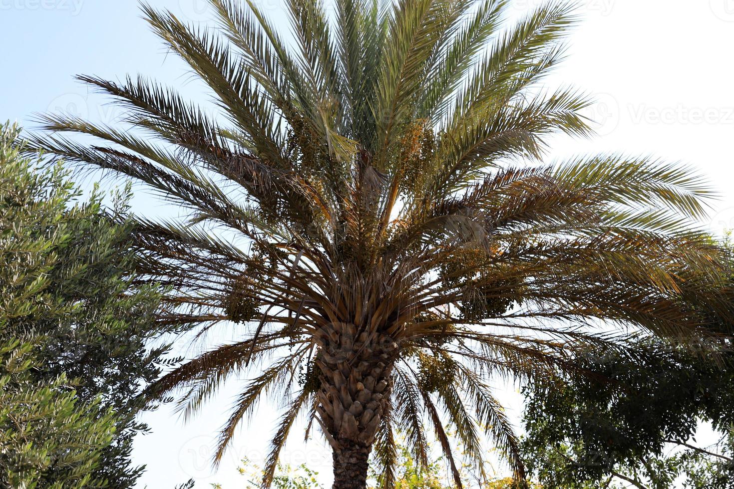 Data palma nel un' città parco nel Israele. foto