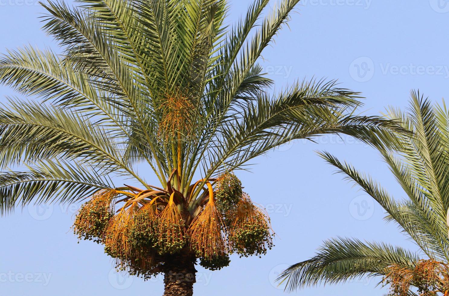 Data palma nel un' città parco nel Israele. foto