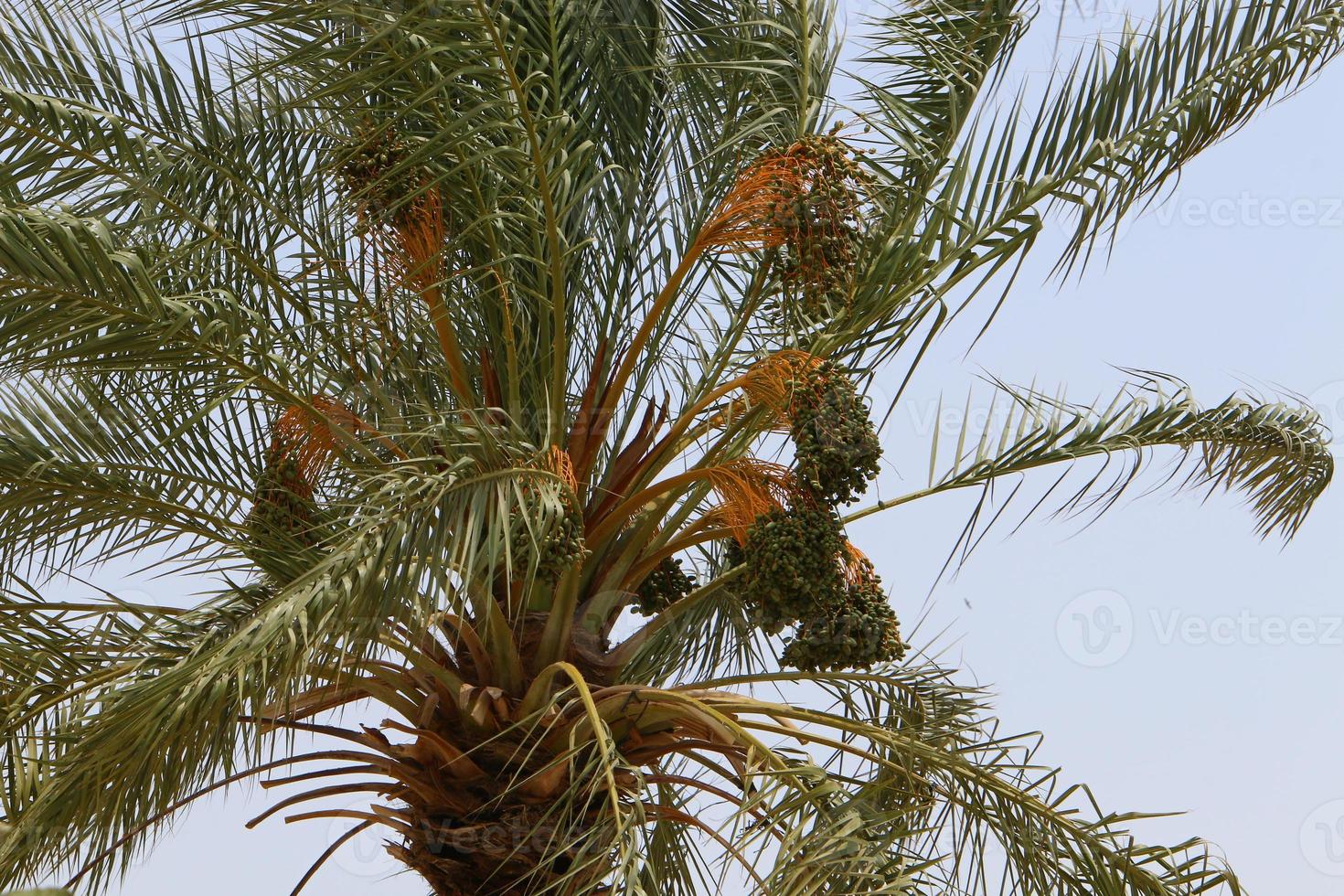 Data palma nel un' città parco nel Israele. foto