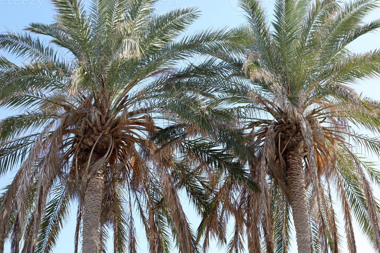 Data palma nel un' città parco nel Israele. foto