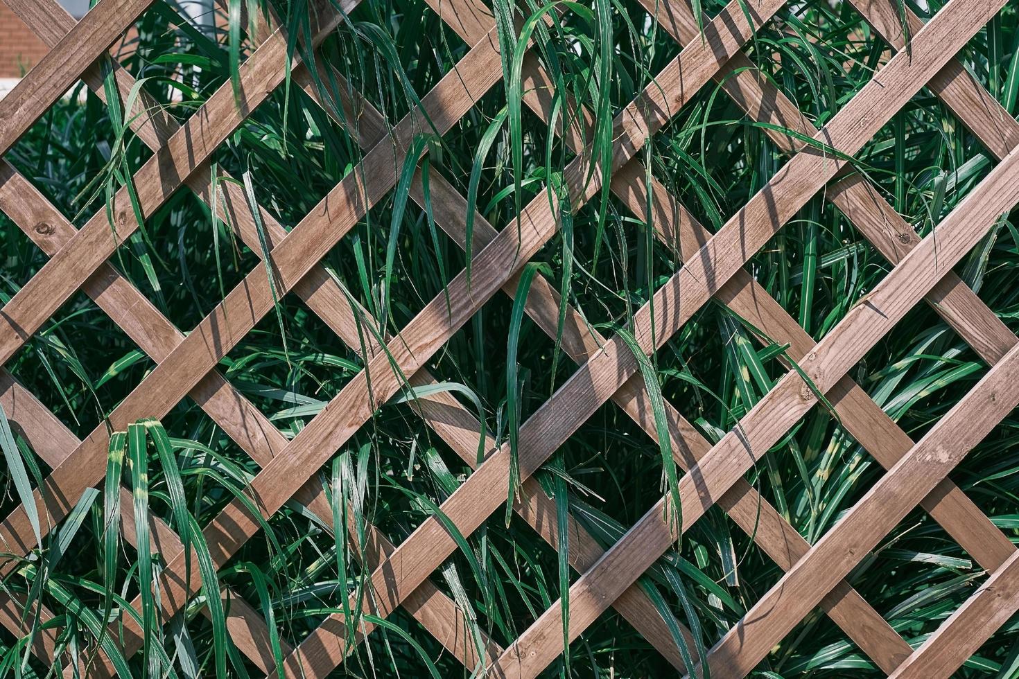 di legno reticolo coperto di vegetazione con verde. erba fogliame con verde e bianca foglie, su giardino traliccio, sfondo o salvaschermo per natura bandiera foto