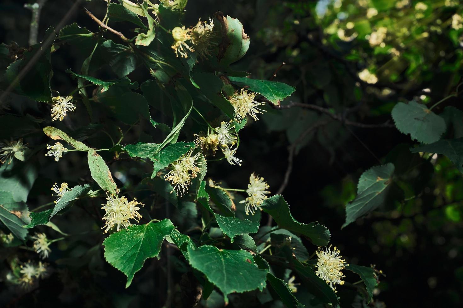 lime giallo fiori di Tilia cordata albero, bandiera avvicinamento, selettivo messa a fuoco. orizzontale sfondo per sfondi di il foresta ecosistema. salvaschermo idea di clima modificare questioni. medio estate foto