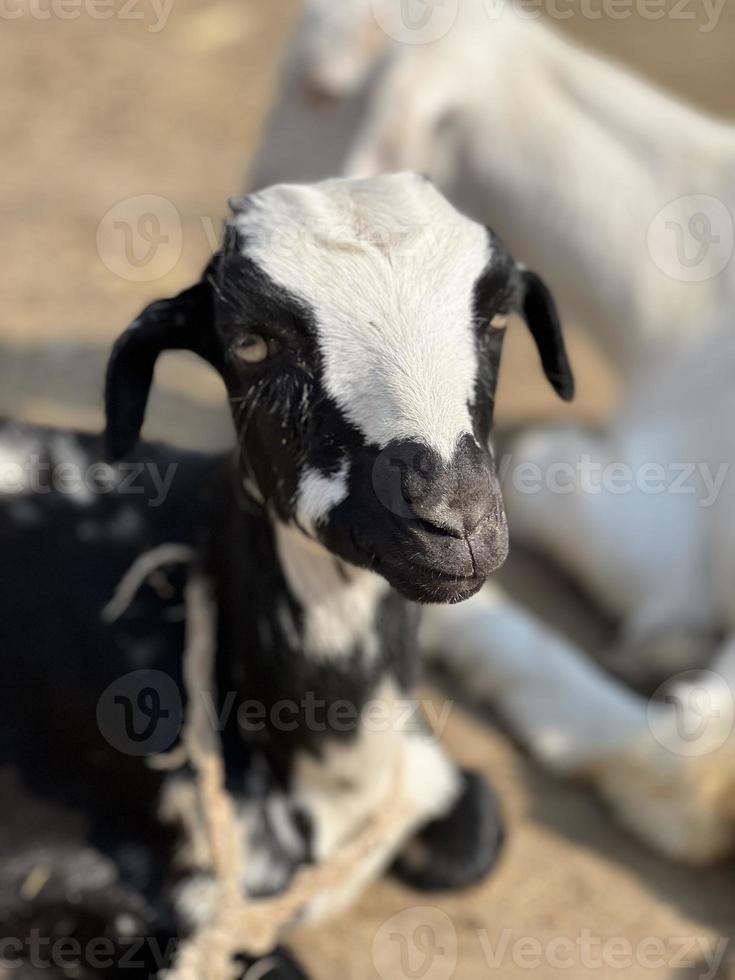 giovane poco capra bambino nero e bianca foto