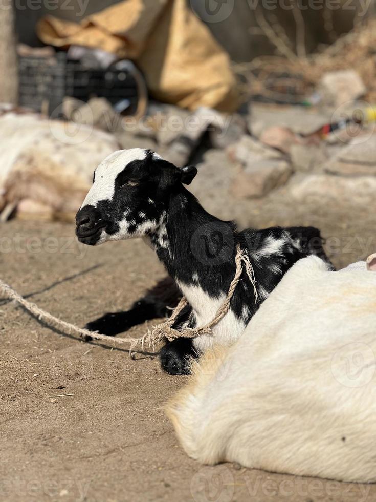 giovane poco capra bambino nero e bianca foto