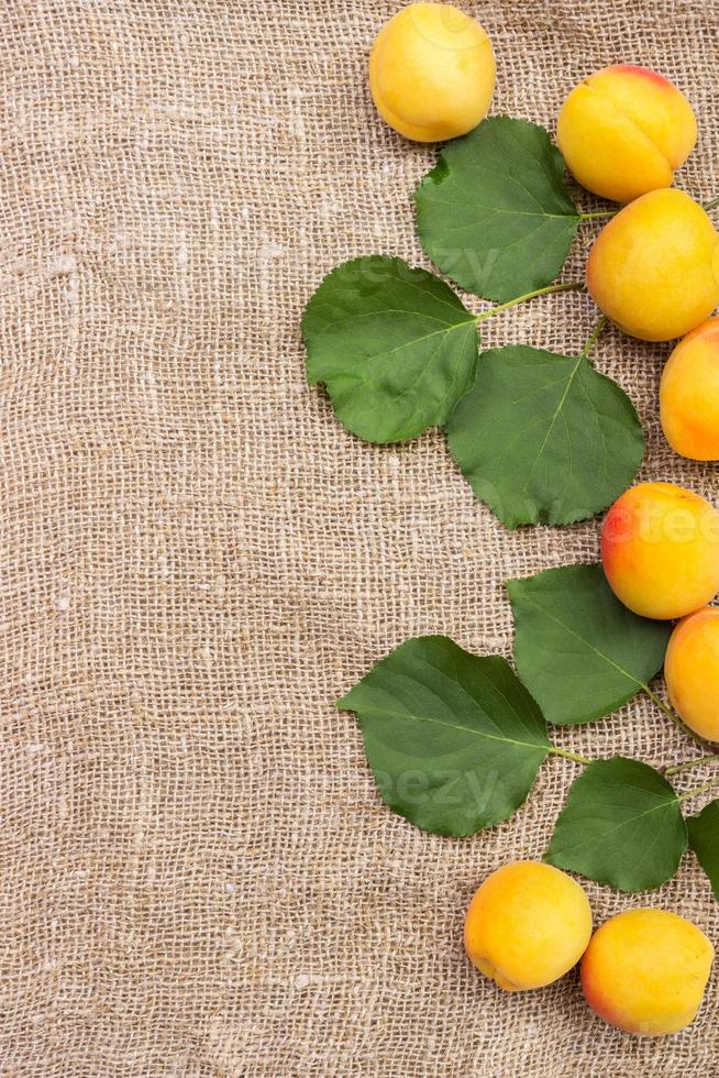 fresco albicocche su tela ruvida sacco su tavolo foto