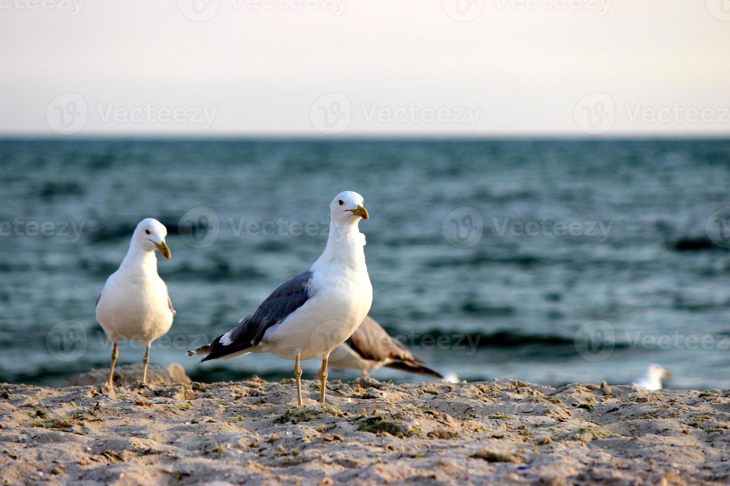 gabbiani su spiaggia sabbia foto