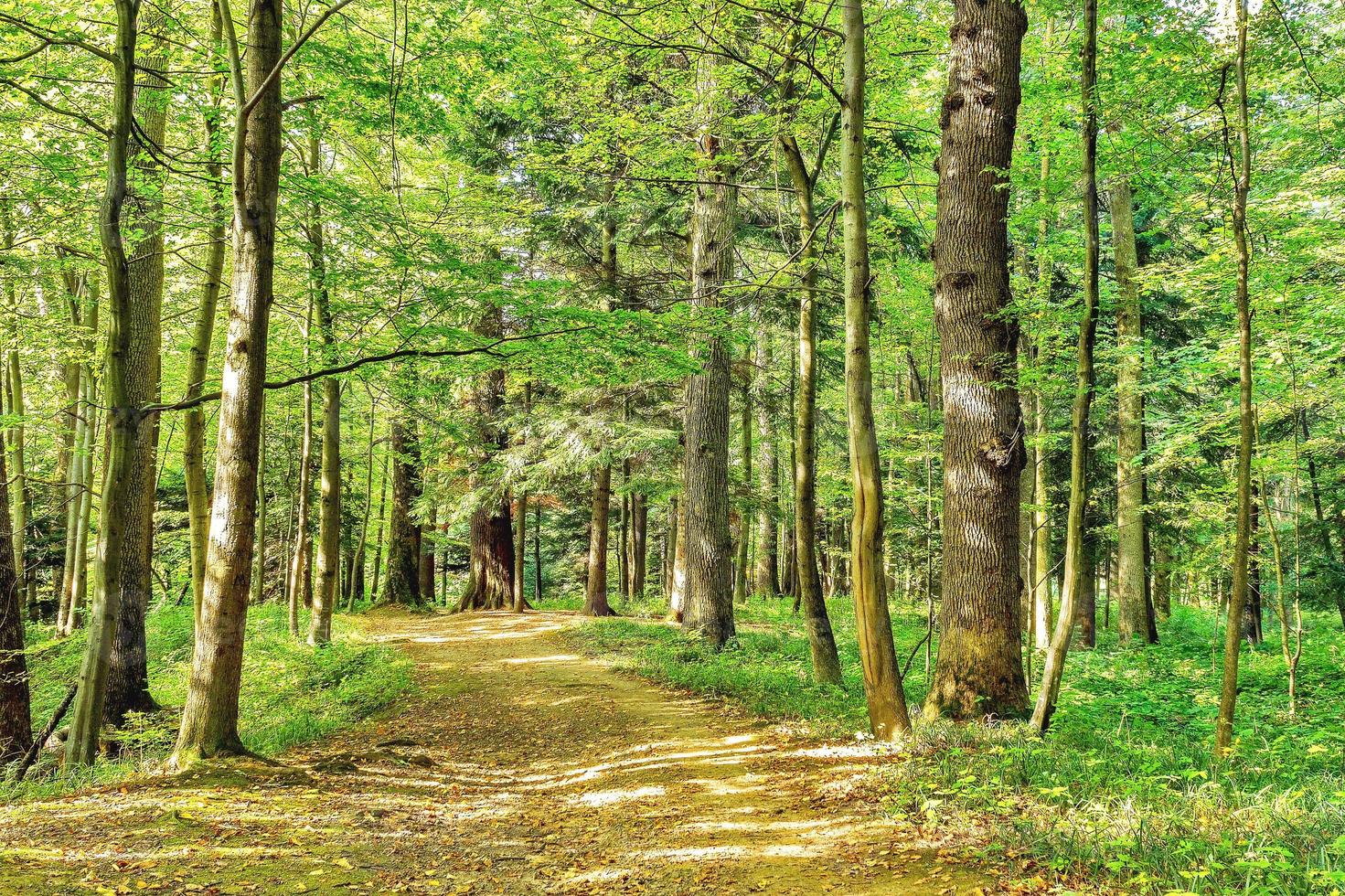 sentiero strada modo sentiero su soleggiato giorno nel estate soleggiato foresta a tramonto o Alba. natura boschi nel luce del sole foto