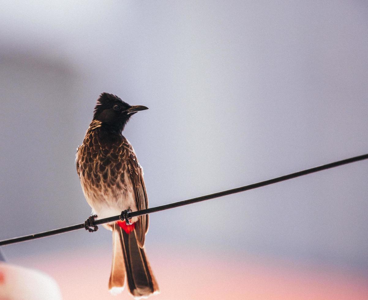 uccello appollaiato su una corda da bucato foto