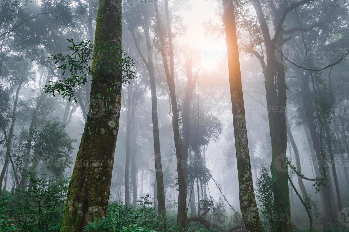 largo angolo tiro di Asia pioggia foresta e Alba nebbioso con albero nel il mattina foto