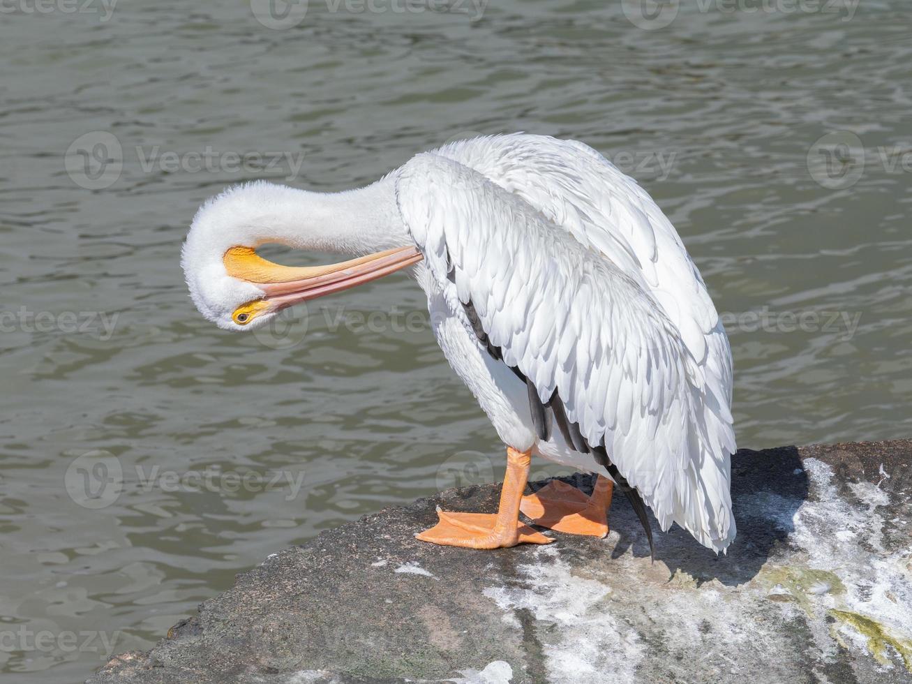 un' bianca pellicano pavoneggiarsi nel Galveston baia. foto