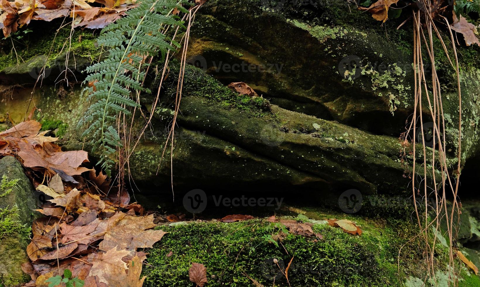 verde muschio su naturale pietra podio con felce foglie, giallo autunno foglie, autunno foresta sfondo per presentazione di merce e cosmetici. naturale In piedi per presentazione e mostre. foto