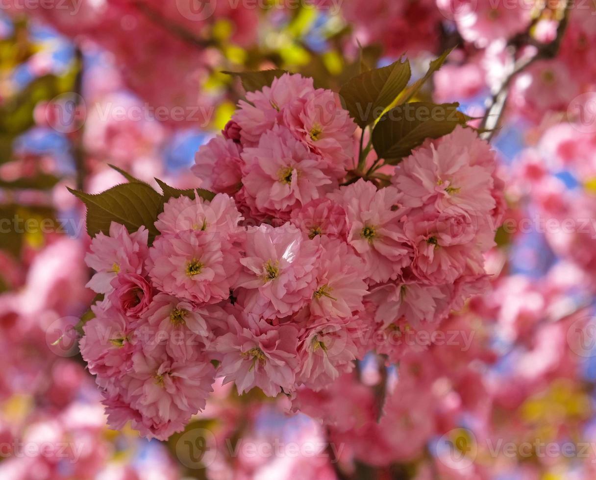 primavera fiori striscione. ramo di fioritura rosa fiori di sakura albero nel presto primavera. sorprendente naturale floreale primavera bandiera o saluto carta, cartolina, manifesto. foto