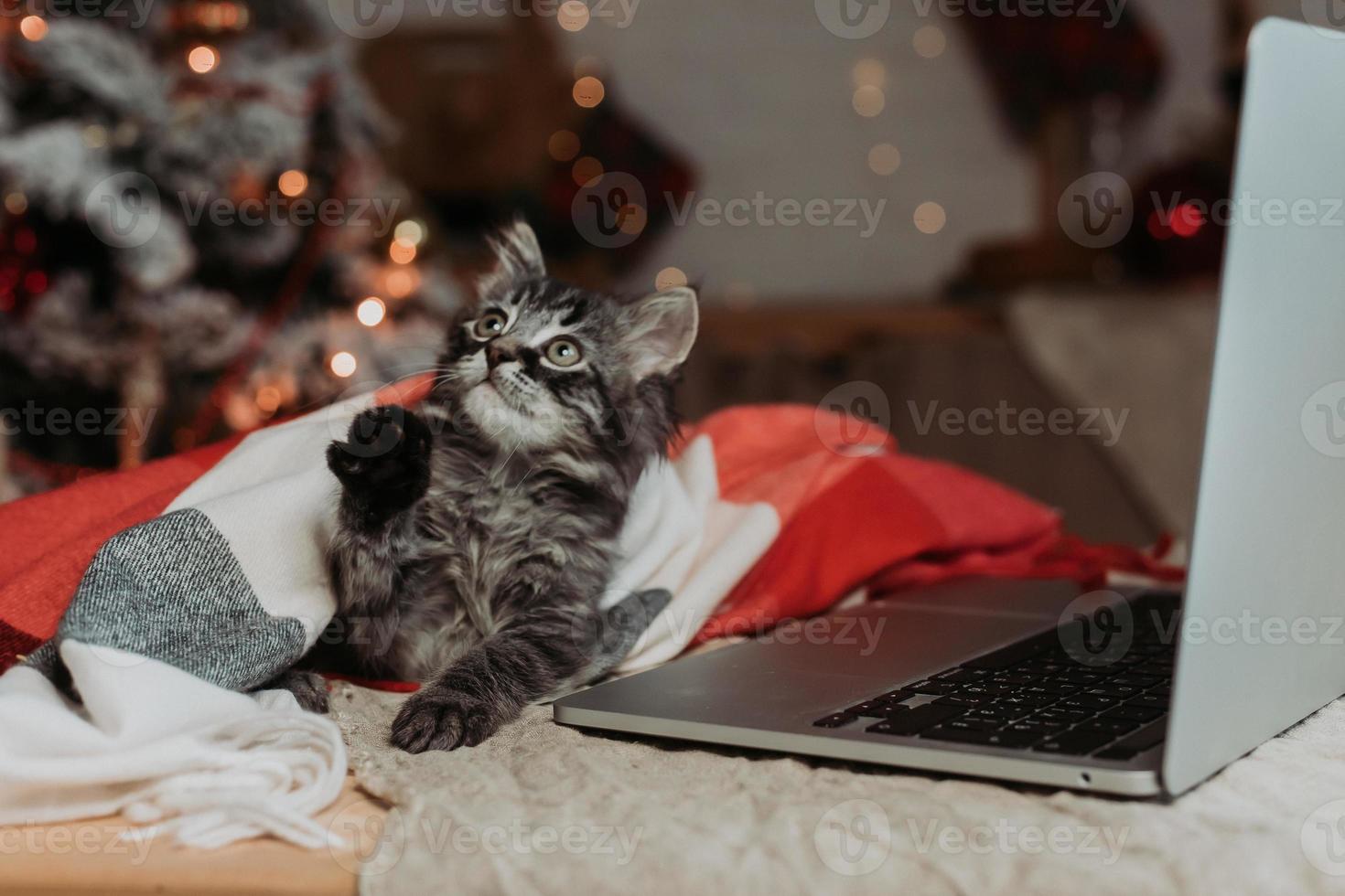 un' carino grigio gattino a casa è shopping in linea per Natale. un' gatto con un' il computer portatile per il nuovo anno. alto qualità foto