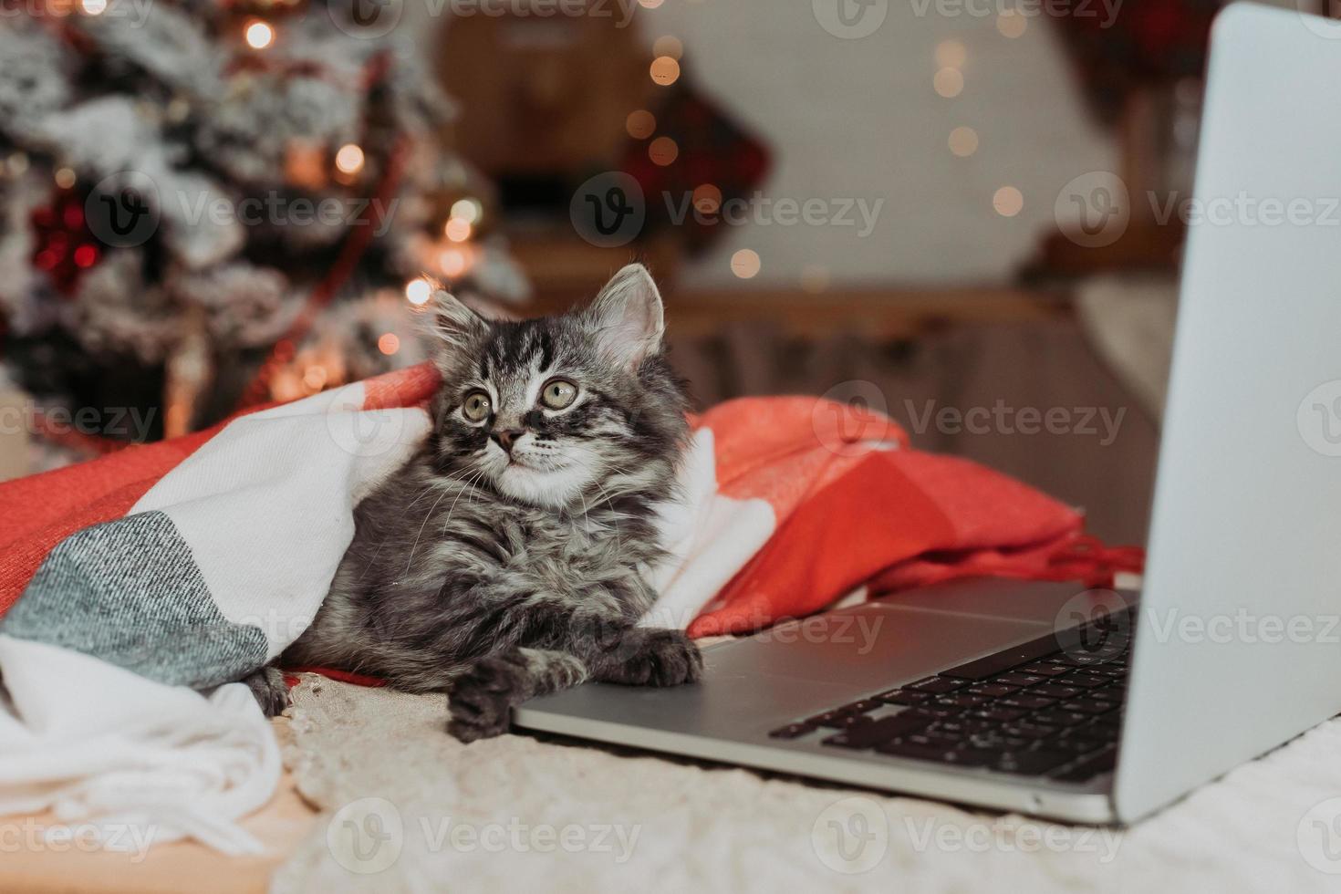 un' carino grigio gattino a casa è shopping in linea per Natale. un' gatto con un' il computer portatile per il nuovo anno. alto qualità foto