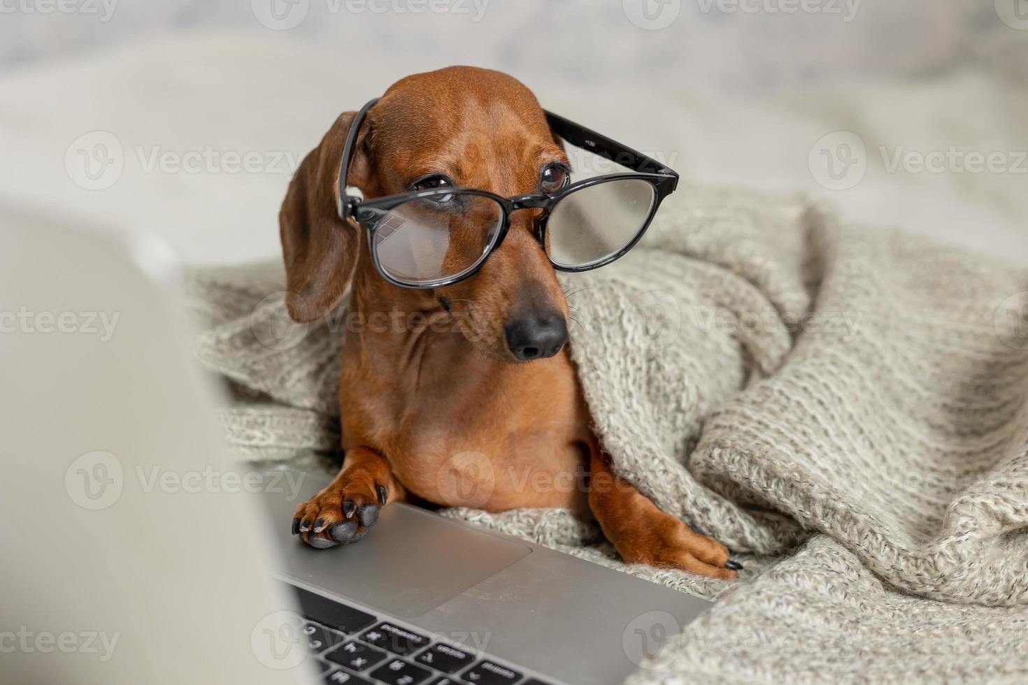 nano salsiccia bassotto nel nero bicchieri coperto con un' grigio coperta lavori, legge, sembra a un' il computer portatile. cane blogger. casa ufficio. foto