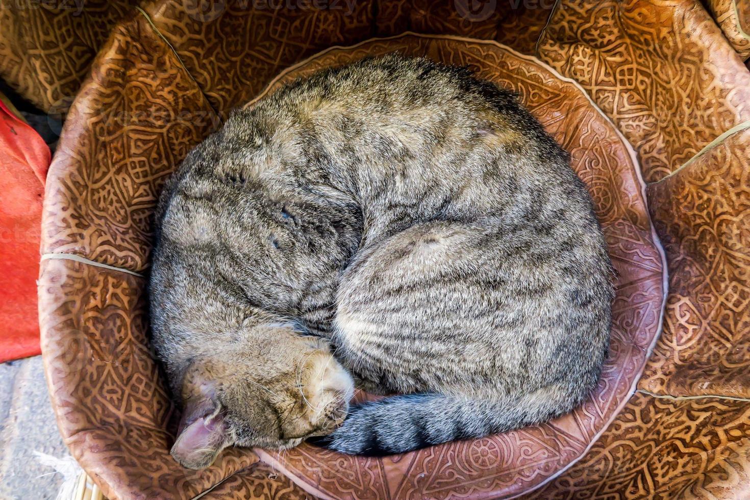 simpatico gatto che dorme foto