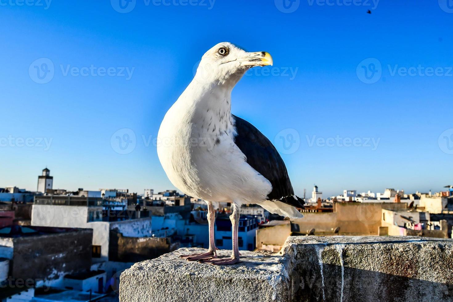 gabbiano nel Marocco foto