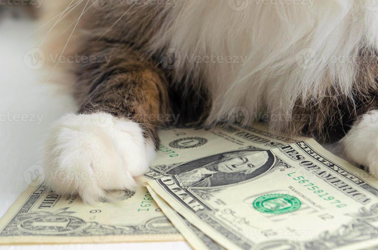 gatto con i soldi. gatto mettere il suo zampa su dollari. il gatto ha i soldi. economia concetto. i soldi per acquistare gatto cibo. Salva i soldi. dollaro autunno. prezzo aumento. soffice zampa. foto