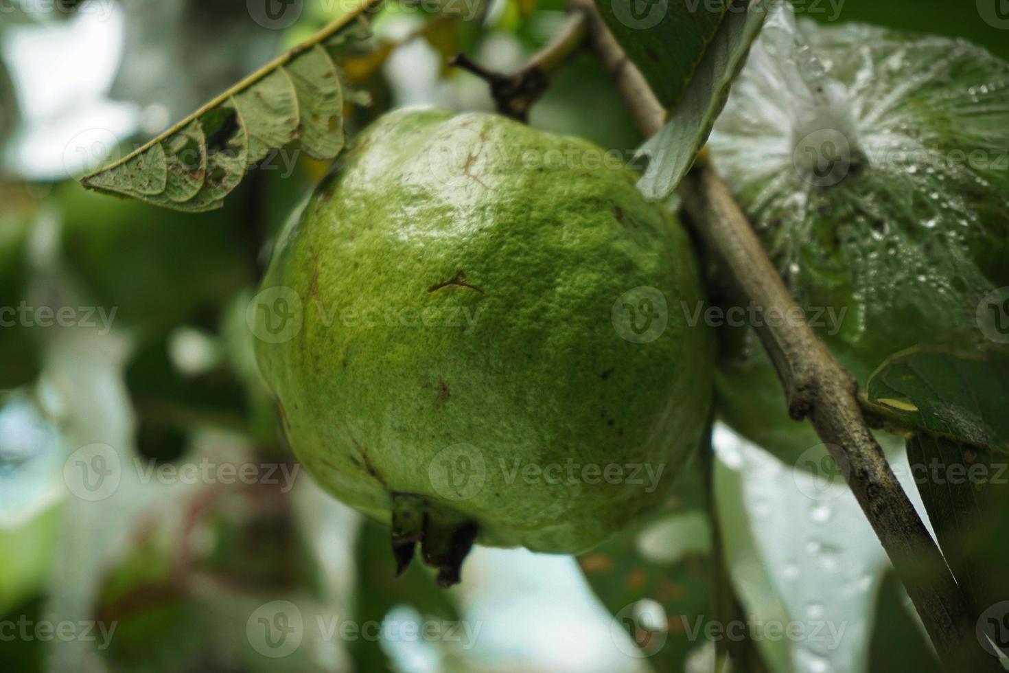 fresco cristallo guaiava foto