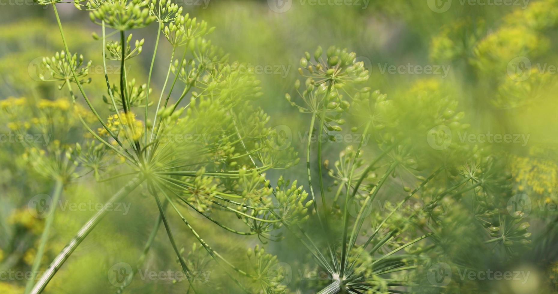 verde aneto nel il vento a il fine di estate foto