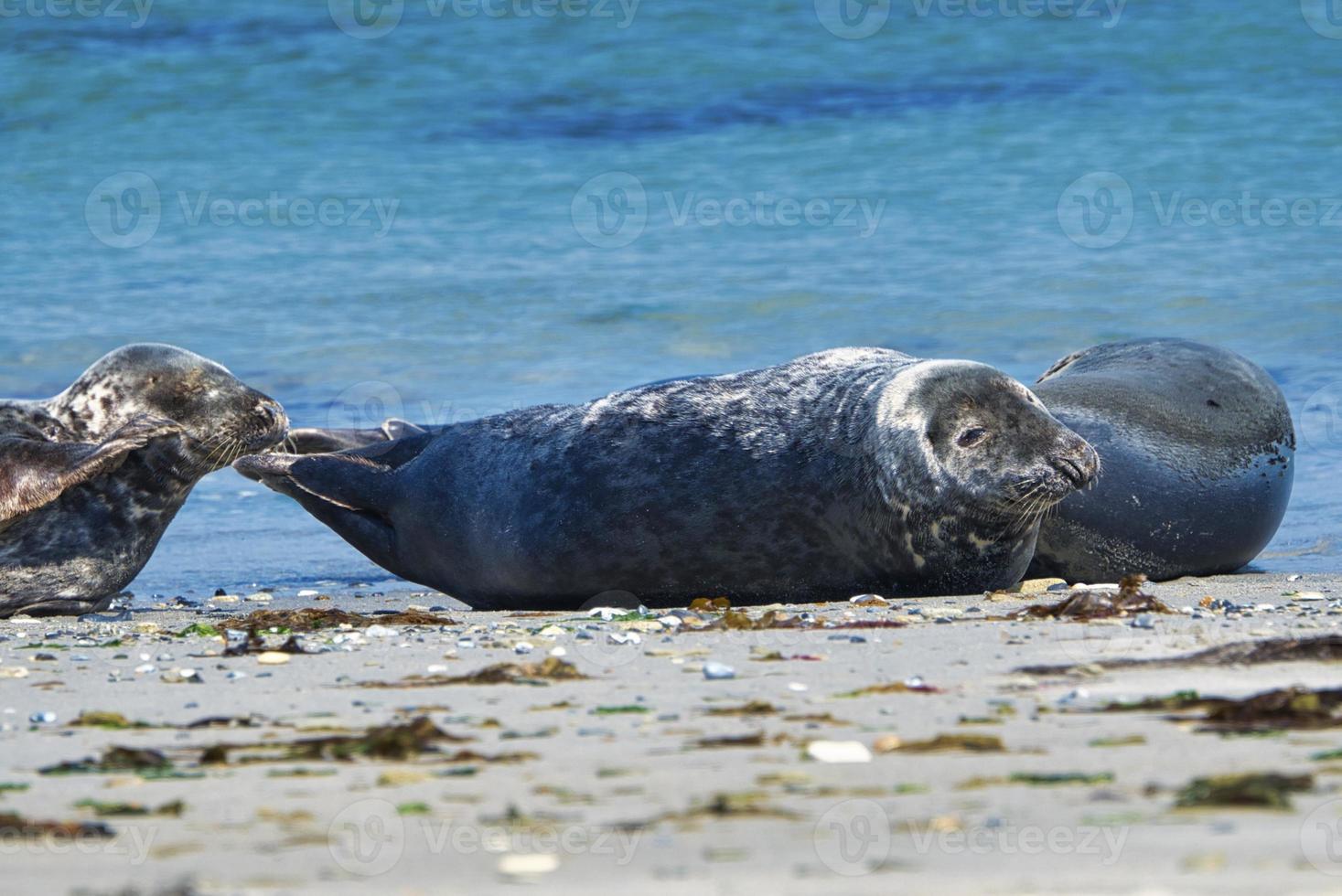 foca grigia sulla spiaggia di Helgoland - duna dell'isola foto