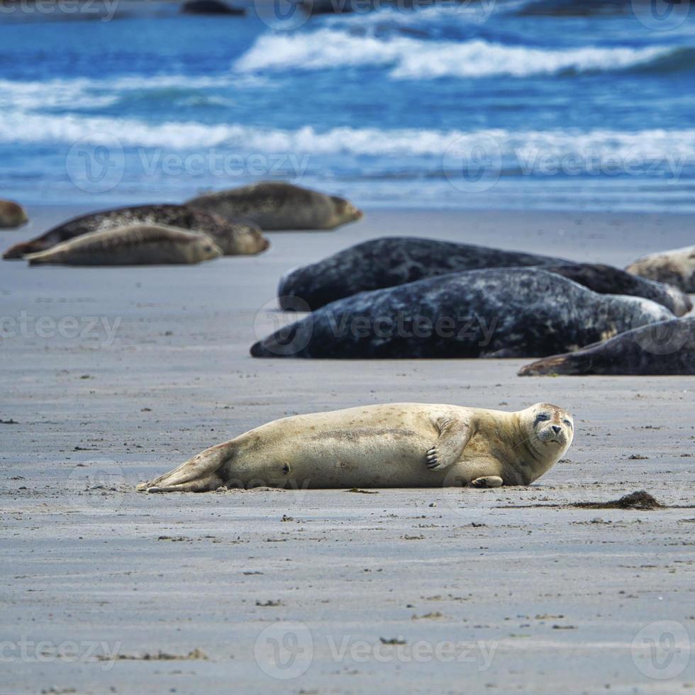 foca grigia su Helgoland foto