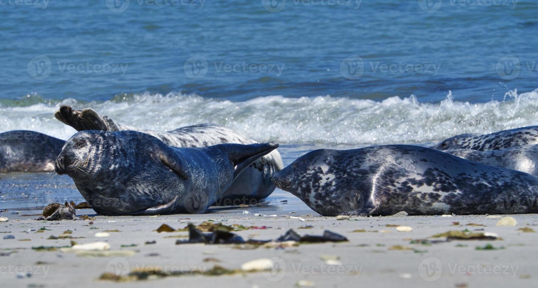 foca grigia sulla spiaggia di Helgoland - duna dell'isola foto