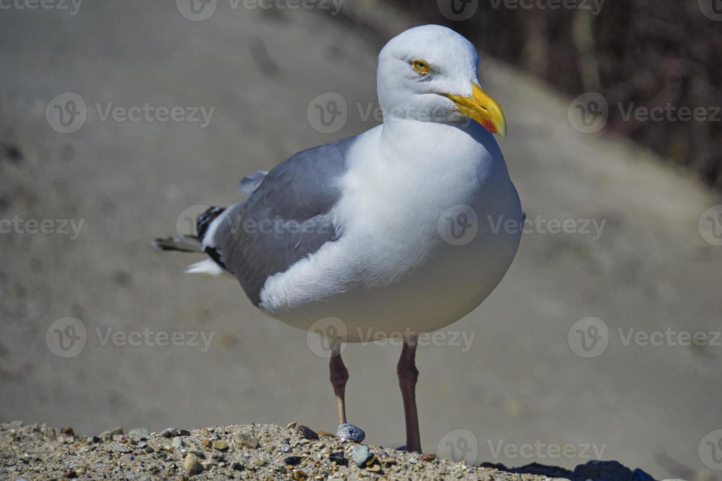 gabbiano reale europeo su Helgoland foto