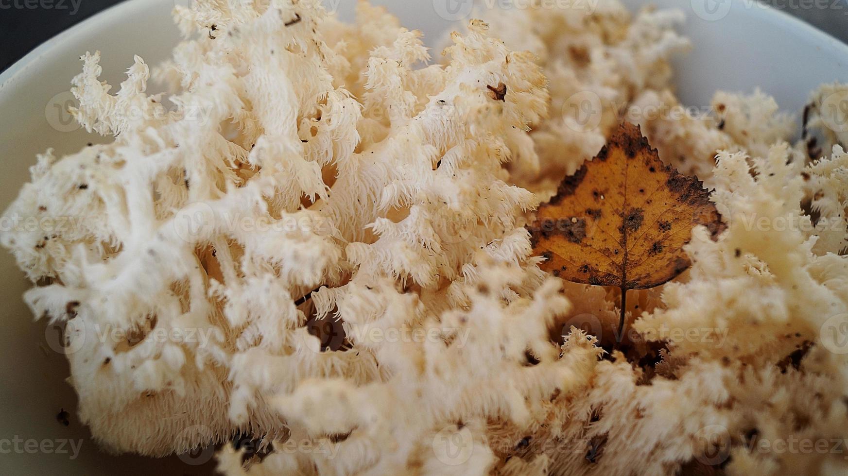 commestibile corallo bianca fungo. esso è Usato nel medicina per il trattamento e prevenzione di canceroso tumori. foto