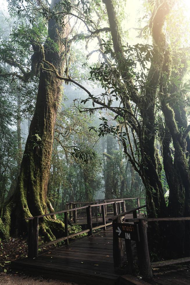 bella foresta pluviale e sentiero natura ang ka nel parco nazionale di doi inthanon, tailandia foto