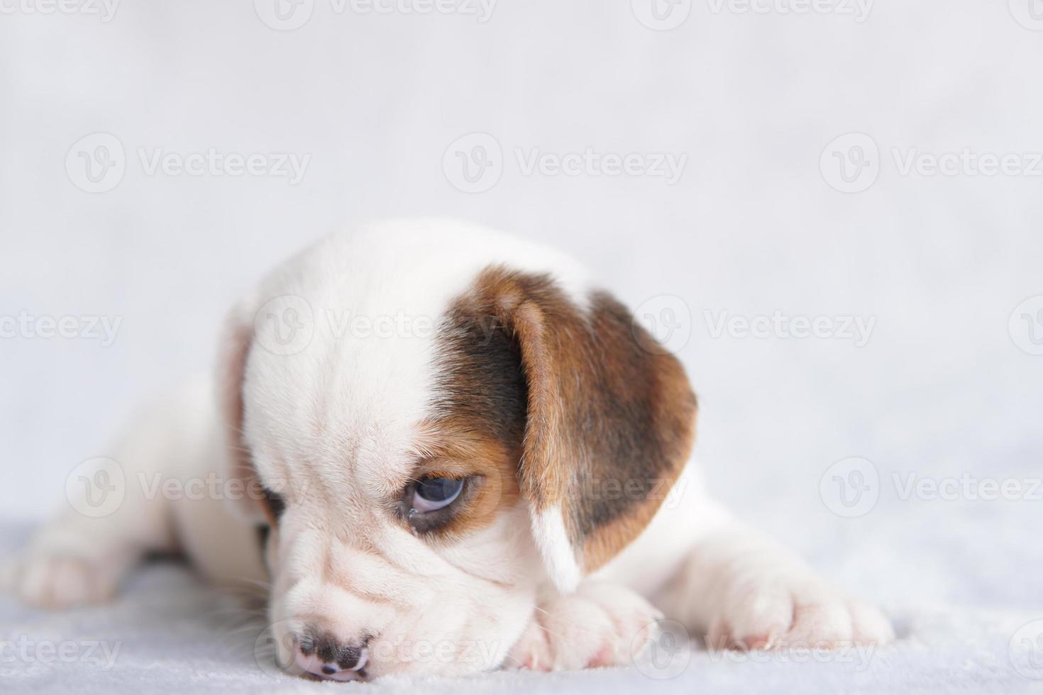 il generale aspetto di il beagle somiglia un' miniatura foxhound.il beagle era sviluppato in primis per a caccia lepre. possedere un' grande senso di odore e superiore puntamento istinti. foto