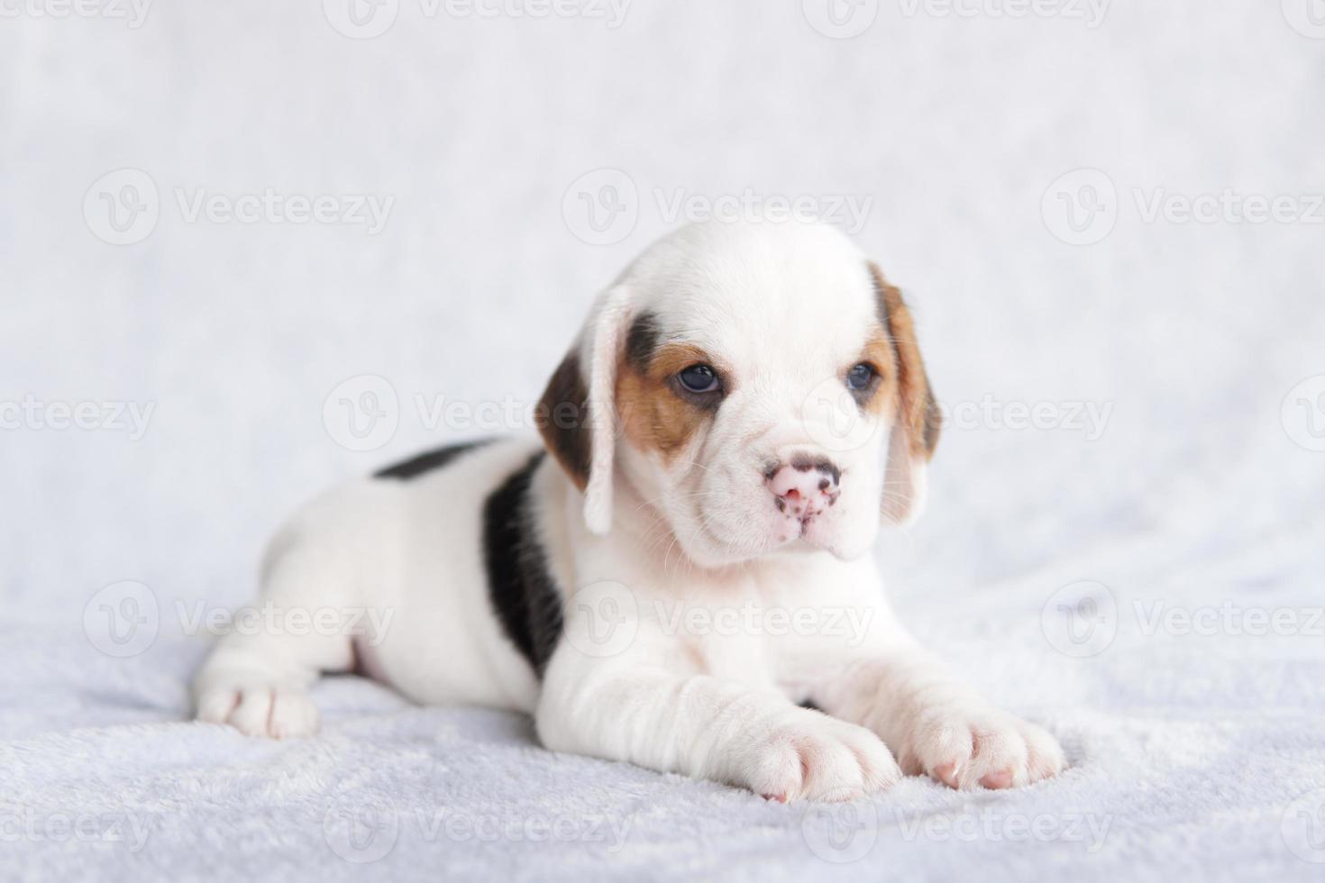 carino beagle cucciolo età uno mese seduta e guardare inoltrare. immagine avere copia spazio per annuncio pubblicitario o testo. foto